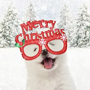 Merry: DOG - Samoyed puppy 5 weeks old wearing Christmas glasses