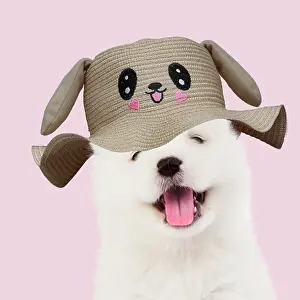 Novelty: DOG - Samoyed puppy 5 weeks old wearing smiling animal hat