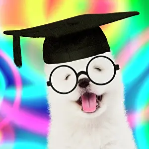 Spectacles: DOG - Samoyed puppy 5 weeks old wearing student