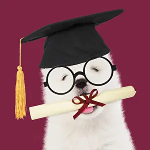 Boards: DOG - Samoyed puppy 5 weeks old wearing student