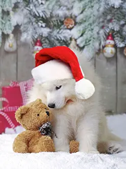 250521: Dog - Samoyed puppy in snow in christmas scene with teddy be