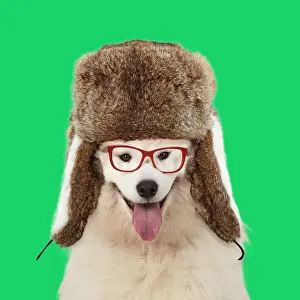 Spectacles: DOG Samoyed wearing glasses and Ushanka / trapper