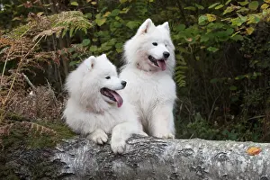 Copyspace: Dog Samoyed x2