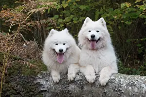 Samoyed: Dog Samoyed x2