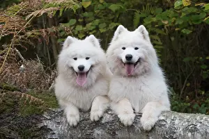 Samoyed: Dog Samoyed x2