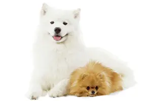 Samoyede: Dog - Samoyede and Dwarf Spitz