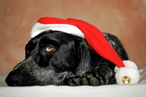 Claus: Dog with santa claus hat