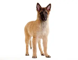Tervueren: Dog -SBelgian ShepherdS/ Sheepdog