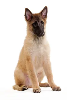 Tervueren: Dog -SBelgian ShepherdS/ Sheepdog