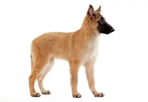 Tervueren: Dog -SBelgian ShepherdS/ Sheepdog