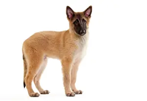 Tervueren: Dog -SBelgian ShepherdS/ Sheepdog