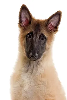 Tervueren: Dog -SBelgian ShepherdS/ Sheepdog