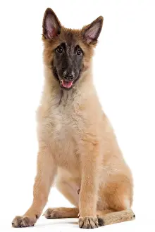 Tervueren: Dog -SBelgian ShepherdS/ Sheepdog