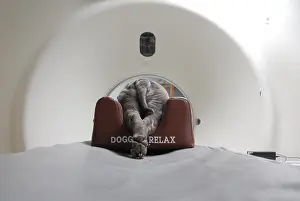 Veterinarian: Dog from a scanner under general anesthesia