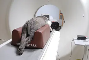 Veterinarian: Dog from a scanner under general anesthesia