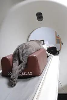 Veterinarian: Dog from a scanner under general anesthesia