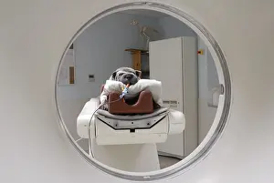 Veterinarian: Dog from a scanner under general anesthesia