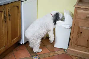 Unhygienic: DOG - scavenging from waste bin in the home