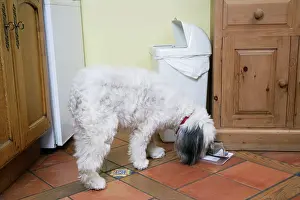Unhygienic: DOG - scavenging from waste bin in the home