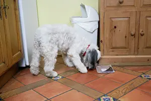Unhygienic: DOG - scavenging from waste bin in the home