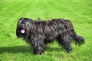 Schapendoes: Dog - Schapendoes or Dutch Sheepdog