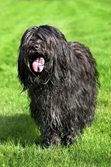 Schapendoes: Dog - Schapendoes or Dutch Sheepdog