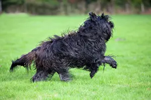 Schapendoes: Dog - Schapendoes or Dutch Sheepdog running