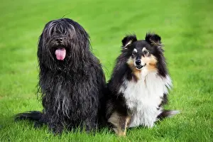 Schapendoes: Dog - Schapendoes or Dutch Sheepdog with sheltie