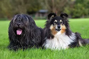 Schapendoes: Dog - Schapendoes or Dutch Sheepdog with sheltie