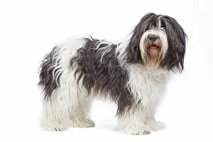 Schapendoes: Dog - Schapendoes or Dutch Sheepdog in studio