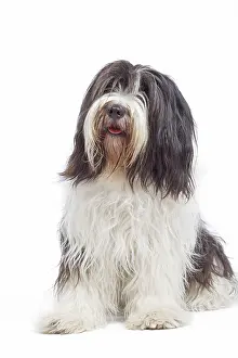 Schapendoes: Dog - Schapendoes or Dutch Sheepdog in studio