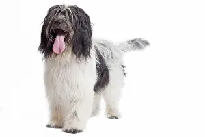 Schapendoes: Dog - Schapendoes or Dutch Sheepdog in studio