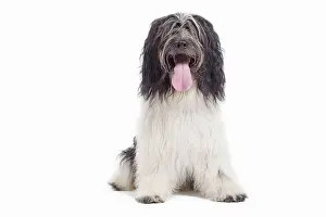 Scruffy: Dog - Schapendoes or Dutch Sheepdog in studio