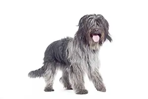 Schapendoes: Dog - Schapendoes or Dutch Sheepdog in studio