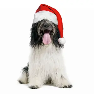 Schapendoes: Dog - Schapendoes or Dutch Sheepdog wearing Christmas hat