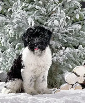 Schapendoes: Dog - Schapendoes puppy