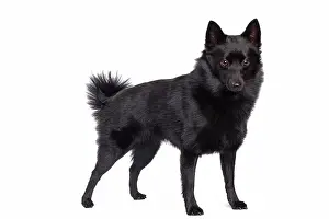 Schipperkes: Dog - Schipperke