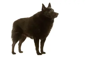 Schipperkes: Dog - Schipperke