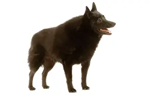 Schipperkes: Dog - Schipperke