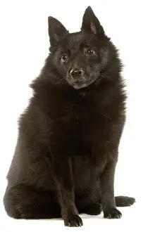 Schipperkes: Dog - Schipperke