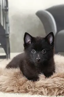 Shipperke: Dog Schipperke puppy