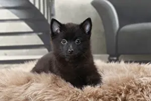 Shipperke: Dog Schipperke puppy