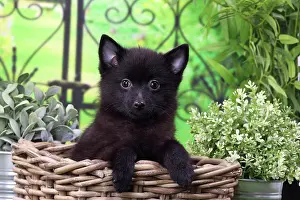 Shipperke: Dog Schipperke puppy