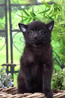 Shipperke: Dog Schipperke puppy