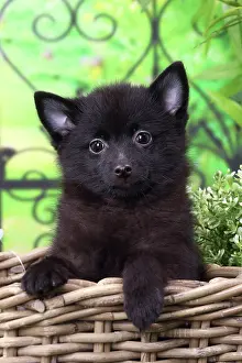 Shipperke: Dog Schipperke puppy