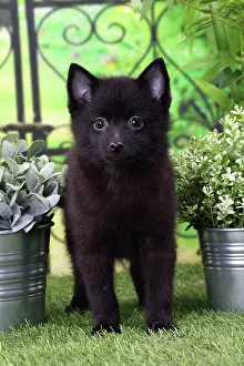 Shipperke: Dog Schipperke puppy