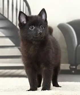 Shipperke: Dog Schipperke puppy