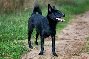 Schipperkes: Dog - Schipperke or Spitske
