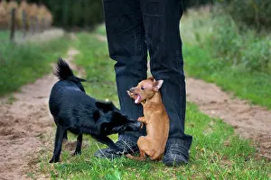 Schipperkes: Dog - Schipperke or Spitske biting a miniature pinscher