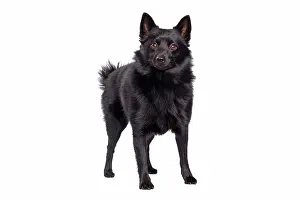 Schipperkes: Dog - Schipperke in studio